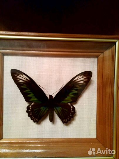 Коллекция бабочек