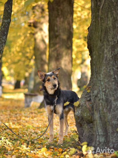 Необычный парень Джой