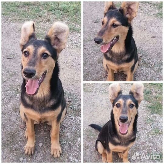 Собаки бесплатно