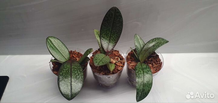 Одорион, Мелион, Дифьюжен