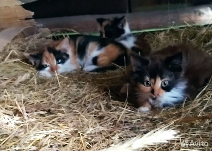 Котенок в добрые руки, бесплатно