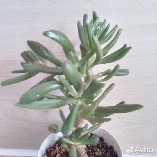 Крассула Хобит