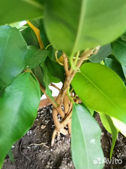 Фикус Бенджамина