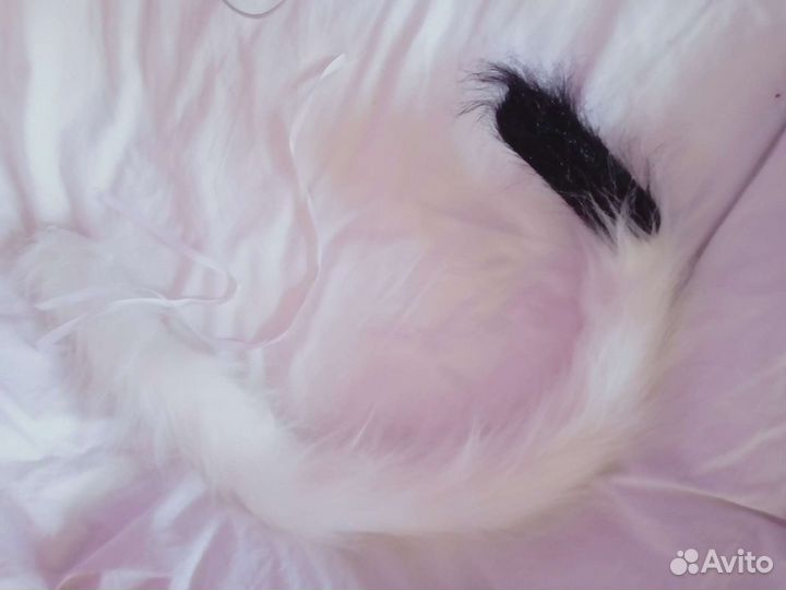 Хвост кошачий(для фурсьюта или просто)