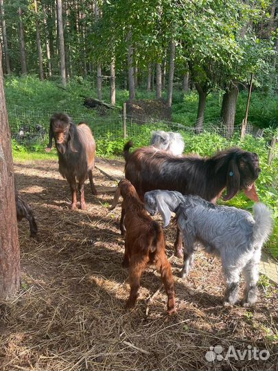 Козлики Шами