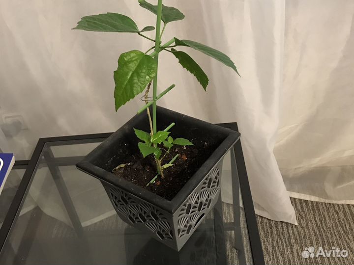 Гибискус китайская роза