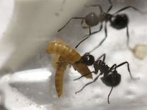 Жук знахарь (+личинки) для муравьев в контейнере