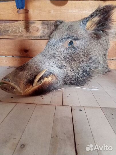 Голова кабана