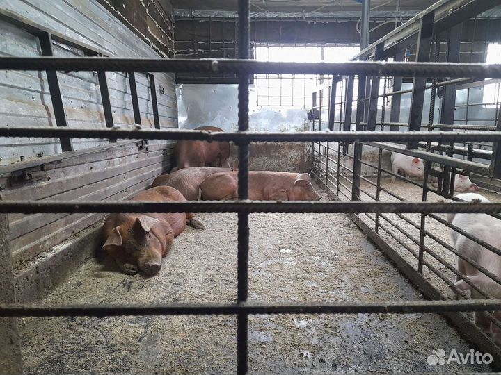 Мясо свинина домашняя