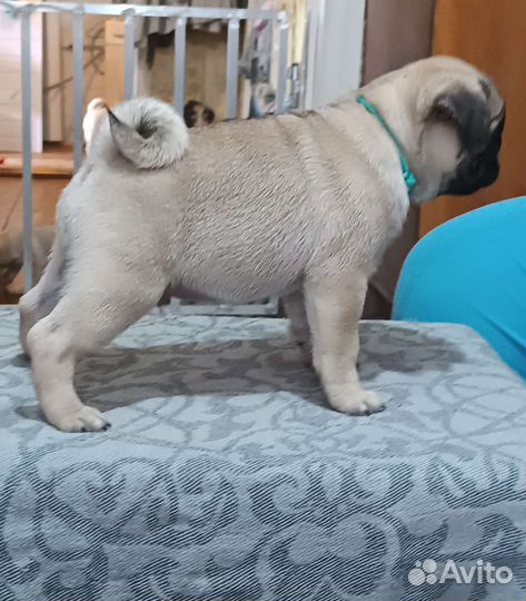 Щенки мопса