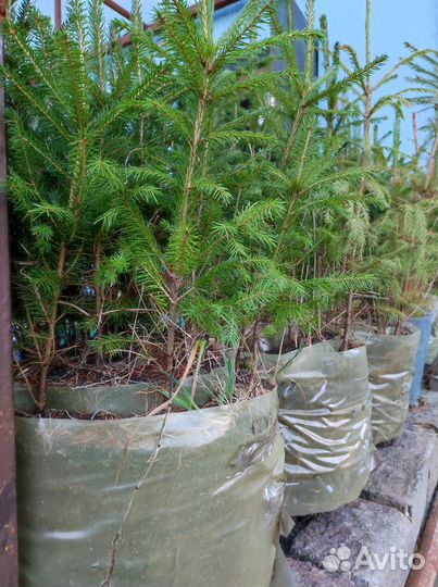 Саженцы ёлок