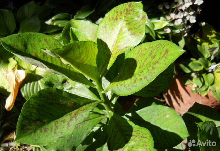 Синадениум, Маммиллярия