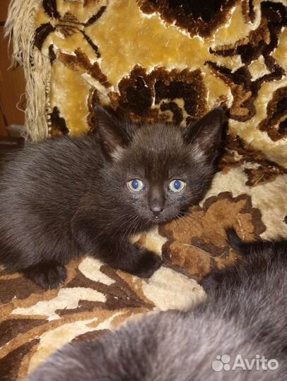 Котята в дар бесплатно