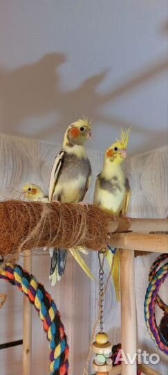 Птенцы попугая корелла