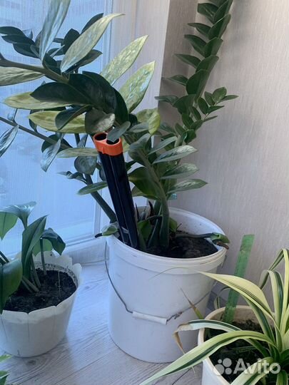 Замиокулькас