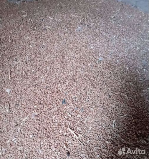 Рожь яровая, Ячмень озимый на корм