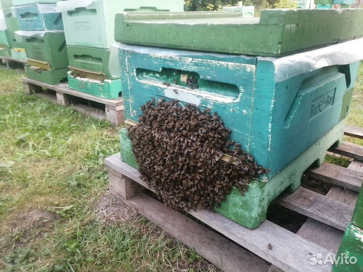 Пчелопакеты бакфаст