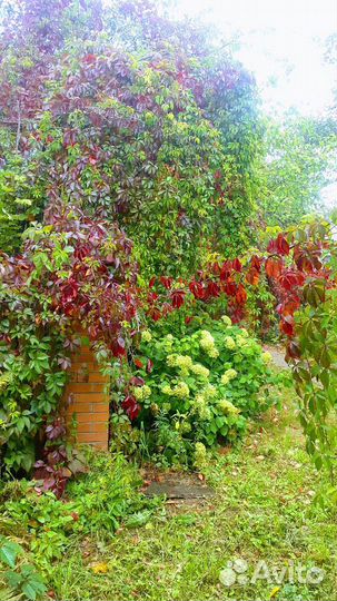 Девичий виноград