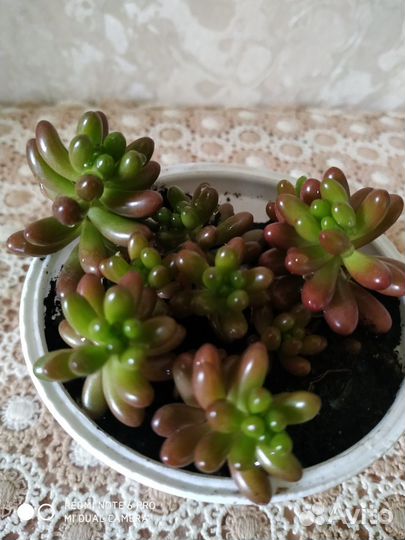 Продам суккуленты