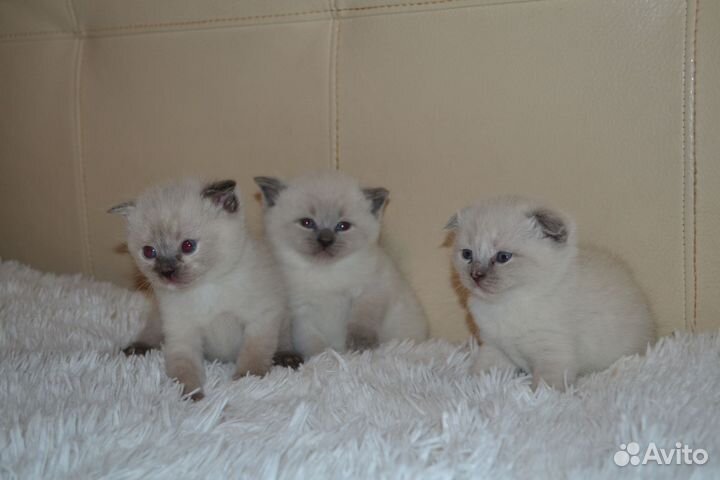 Шотландские вислоухие котята