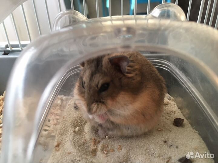 Джунгарский хомяк бесплатно