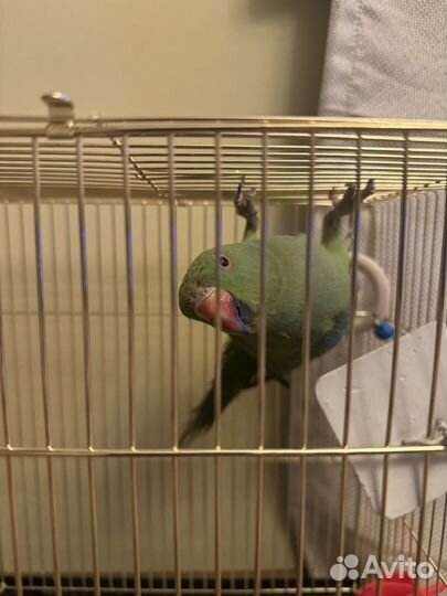 Ожереловый попугай птенец с клеткой