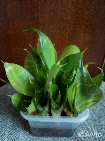 Сансевиерия ханни