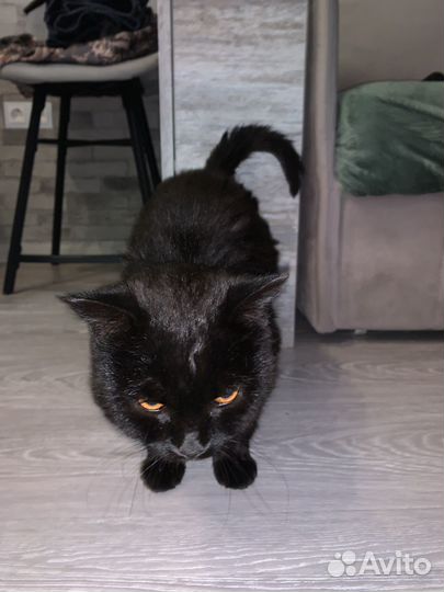 Кот