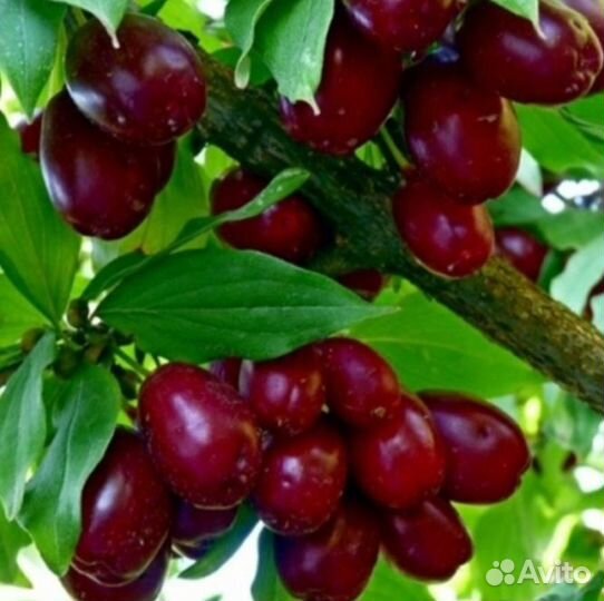 Кизил и Лимонник