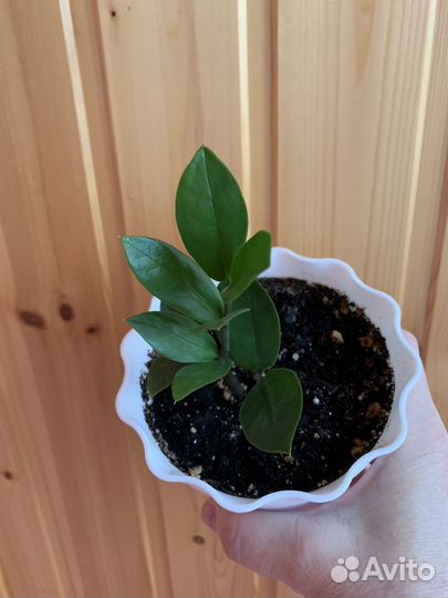 Замиокулькас