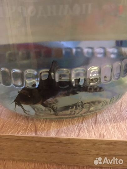 Аквариумный сомик