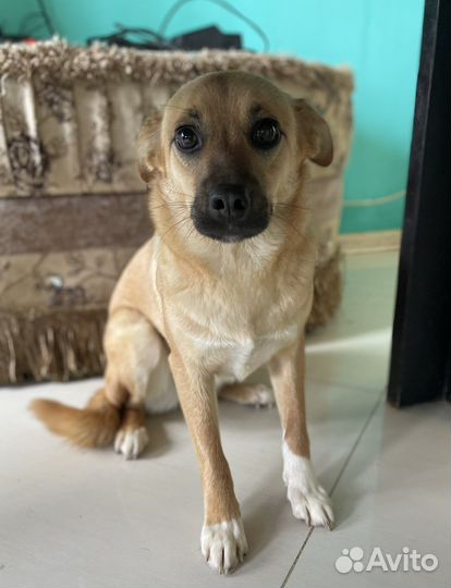 Мелкая молодая собачка стерилизованная