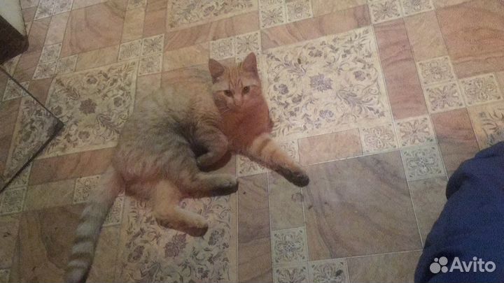 Кот светло-рыжего цвета без пятен