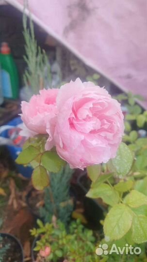 Английские розы Wedgwood