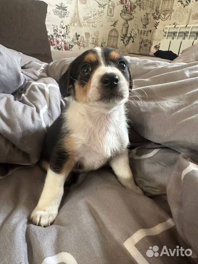 Собака в добрые руки щенок