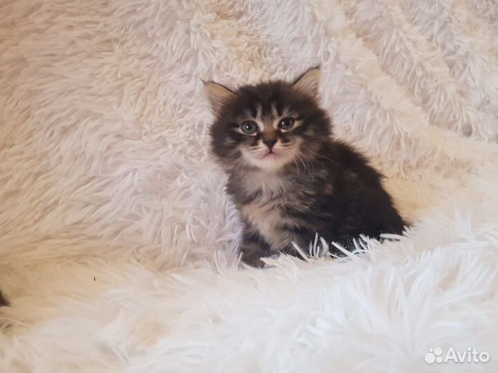Курильский бобтейл 2 девочки