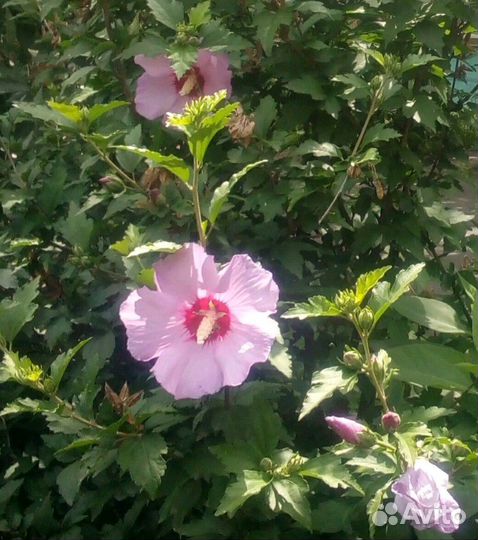 Гибискус сирийская роза