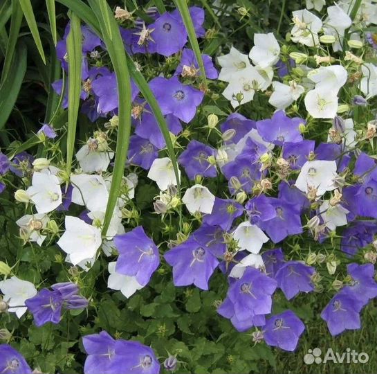 Колокольчики карпатские (белые и голубые)