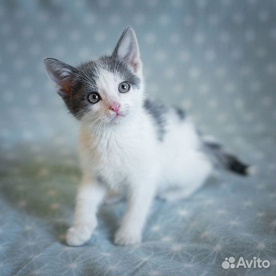 Котенок очаровательный малыш