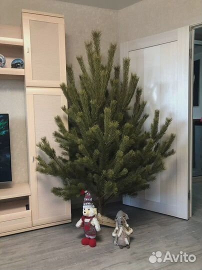 Елка живая 2 м с гирляндой