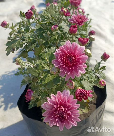 Хризантема