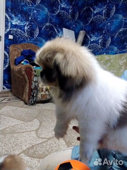 Щенки пекинеса