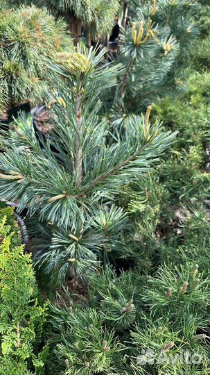 Сосна Вандервульф Пирамид