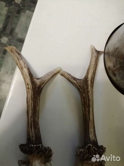 Рога косули