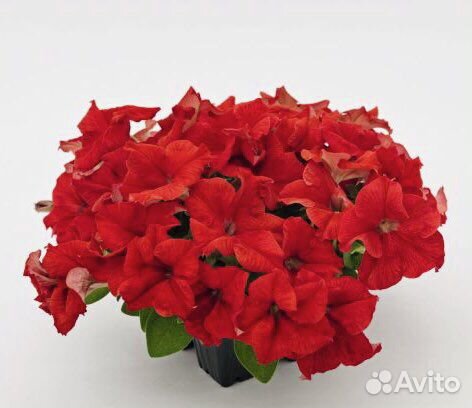Семена Петуния грандифлора Саксесс 360
