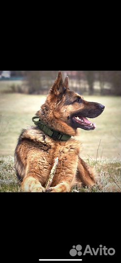 Ошейник +поводок тактичный для собак