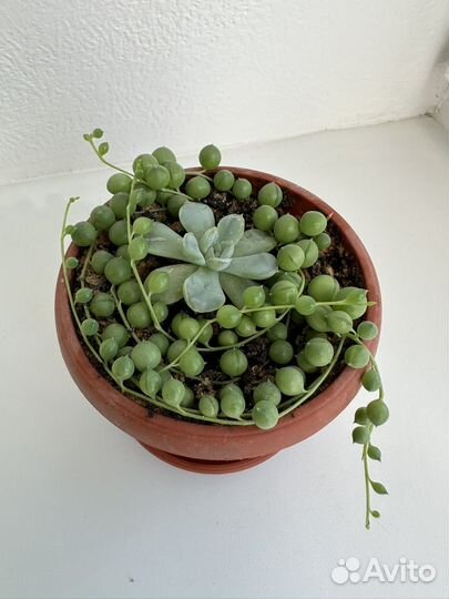 Крестовник роули, хавортии, гастерии, суккуленты