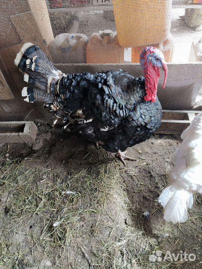 Индюшата домашние, цыплята