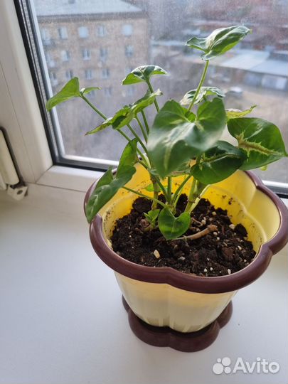 Сингониум тиффани