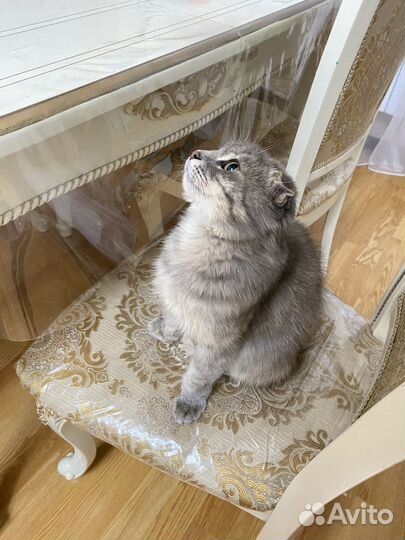 Сибирская кошка